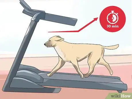 Imagen titulada Get a Dog to Use a Treadmill Step 7