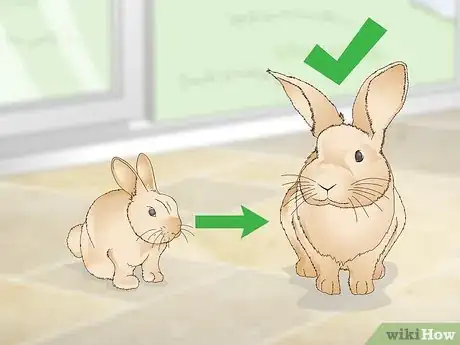 Imagen titulada Determine Whether to Have Your Rabbit Neutered Step 1