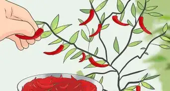 cultivar chiles
