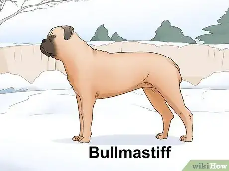 Imagen titulada Identify a Mastiff Step 16