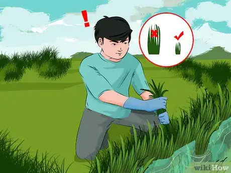 Imagen titulada Kill Lake Weeds Step 4