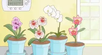 cultivar orquídeas