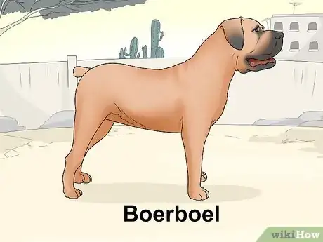 Imagen titulada Identify a Mastiff Step 18
