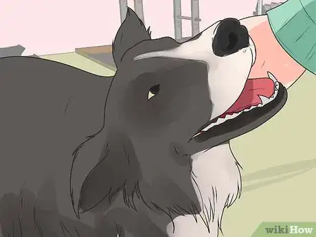 Imagen titulada Train Border Collies Step 9