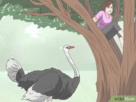 Imagen titulada Survive an Encounter with an Ostrich Step 3