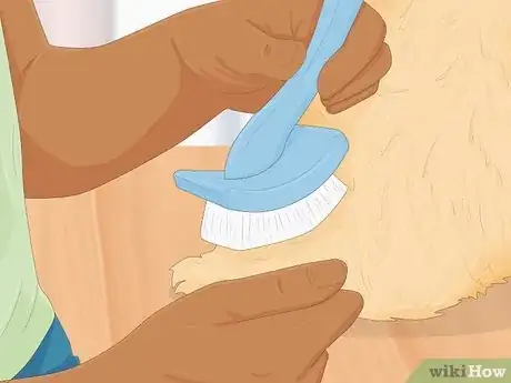 Imagen titulada Groom a Goldendoodle Step 1