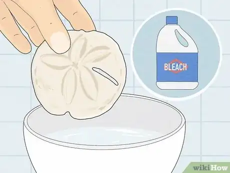Imagen titulada Clean Sand Dollars Step 7