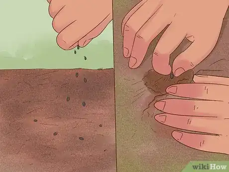 Imagen titulada Grow Flowers from Seed Step 10