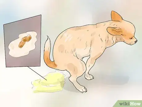 Imagen titulada Care for Your Chihuahua Step 5