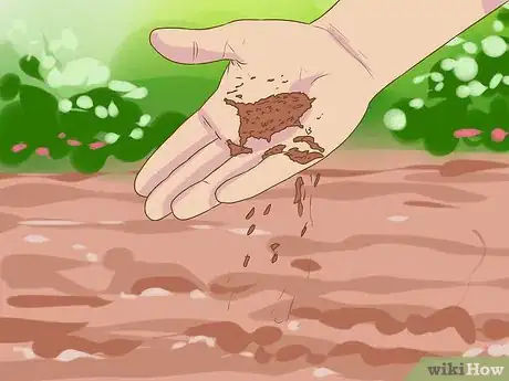 Imagen titulada Grow a Clover Lawn Step 3