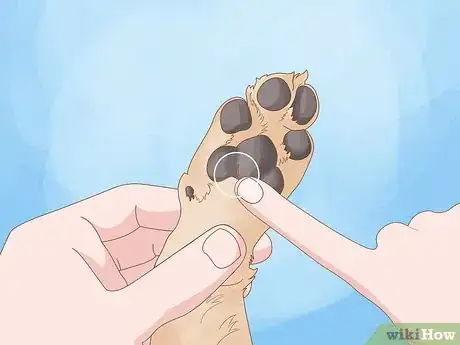 Imagen titulada Stop a Dog from Licking Its Paws with Home Remedies Step 2