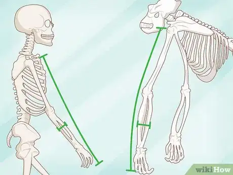 Imagen titulada Identify Human Bones Step 10