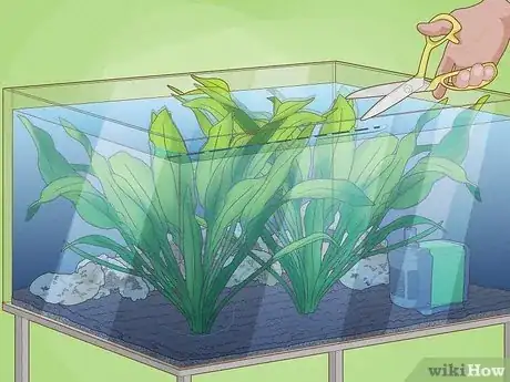 Imagen titulada Plant an Amazon Sword Plant Step 7