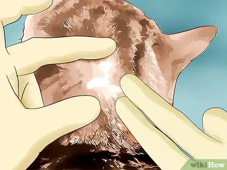 Imagen titulada Detect Fleas Step 3