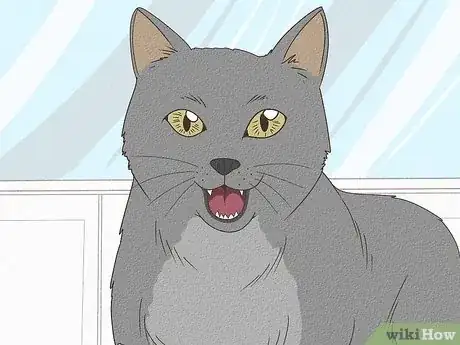 Imagen titulada Tell if a Cat Has a Sore Throat Step 1