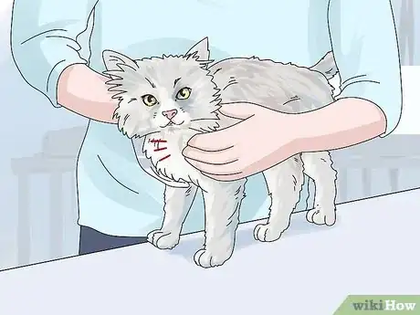 Imagen titulada Diagnose and Treat Benign Tumors in Cats Step 5
