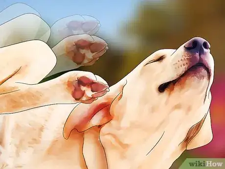 Imagen titulada Detect Fleas Step 1
