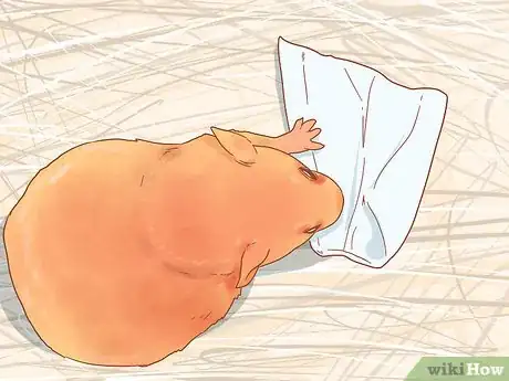 Imagen titulada Care for Your Pregnant Hamster Step 2
