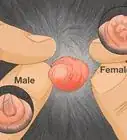 diferenciar a los patos machos de las hembras