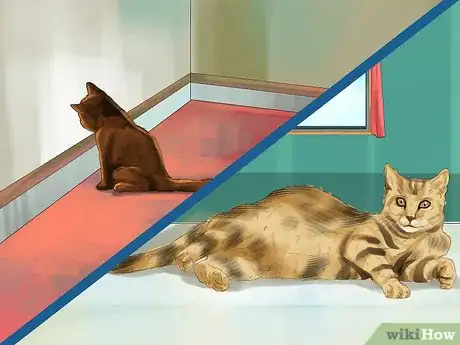 Imagen titulada Help Your Cat Who Had a Miscarriage Step 5
