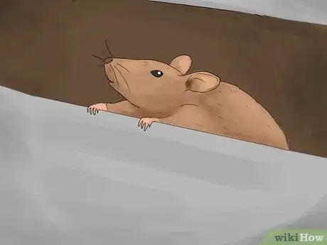 Imagen titulada Get Rid of Tropical Rat Mites on Pet Rats Step 4Bullet3