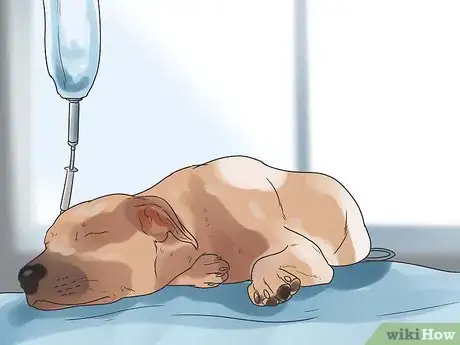 Imagen titulada Nurse a Dog Through Parvo Step 2