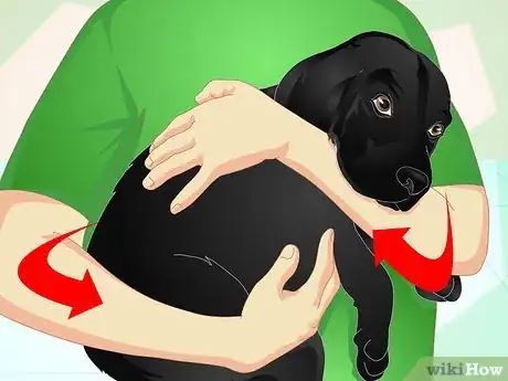 Imagen titulada Deliver Ear Medication to Dogs Step 7