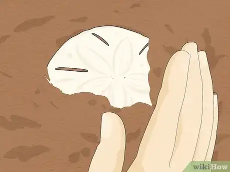 Imagen titulada Clean Sand Dollars Step 4
