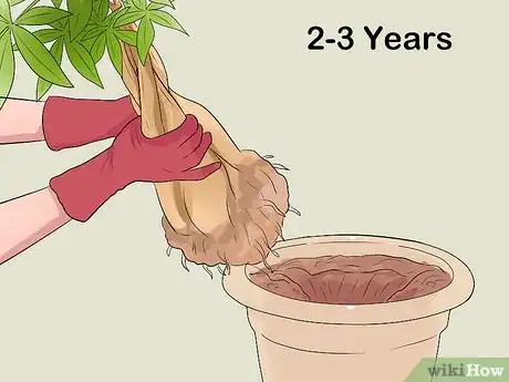 Imagen titulada Care for a Money Tree Step 16