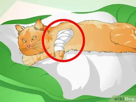Imagen titulada Comfort a Dying Cat Step 8