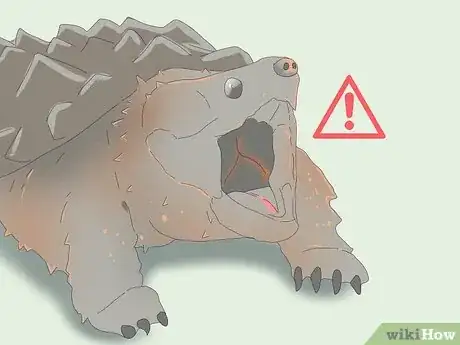 Imagen titulada Pet a Turtle Step 9