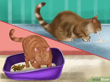 Imagen titulada Tell if Your Cat Has a Food Intolerance Step 4