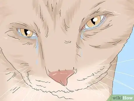 Imagen titulada Treat Watery Eyes in Cats Step 1
