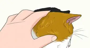 evitar que un gato mayor ataque a un gatito