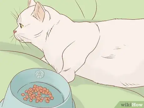 Imagen titulada Tell if a Cat Still Has Kittens Inside Step 10
