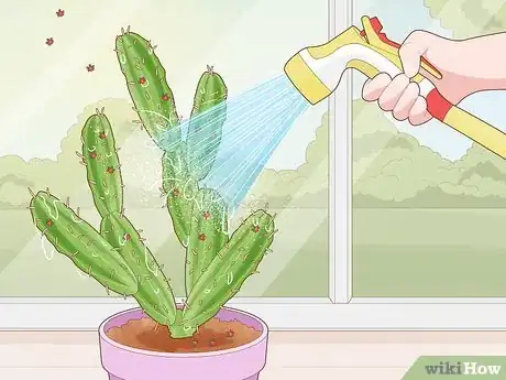 Imagen titulada Get Rid of Cactus Bugs Step 1