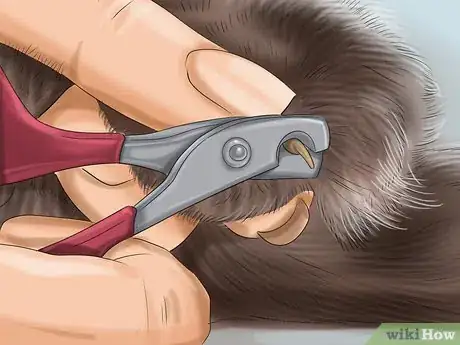 Imagen titulada Treat a Cat with a Broken Claw Step 5