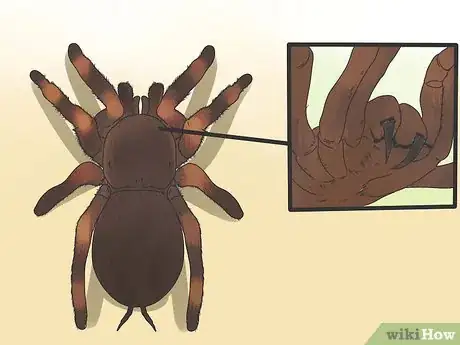 Imagen titulada Identify a Tarantula Spider Step 6