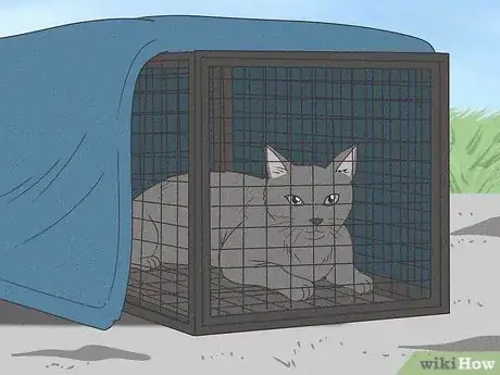 Imagen titulada Handle a Stray Cat Step 7