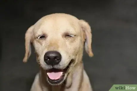 Imagen titulada Stop a Dog from Jumping Step 1