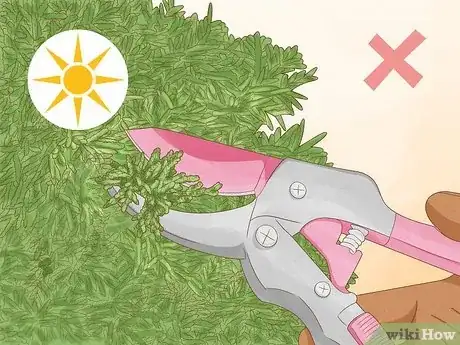 Imagen titulada Prune a Juniper Tree Step 3