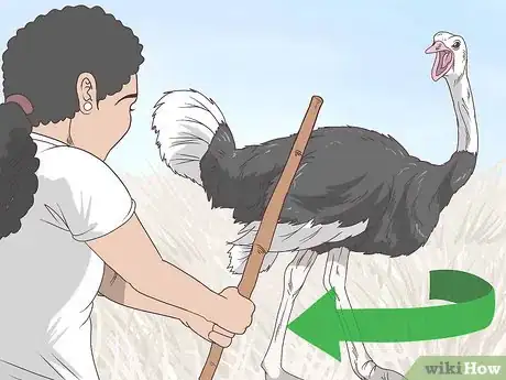 Imagen titulada Survive an Encounter with an Ostrich Step 7