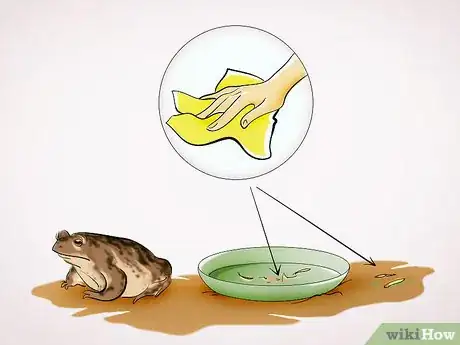 Imagen titulada Care for a Toad Step 12