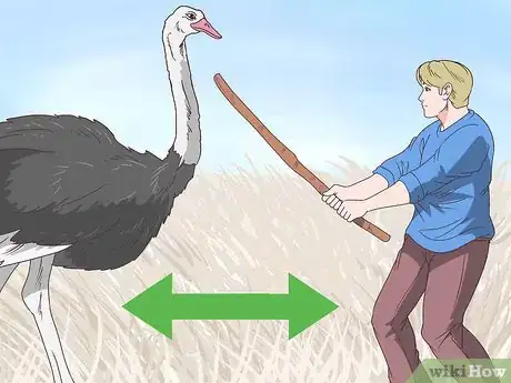 Imagen titulada Survive an Encounter with an Ostrich Step 6