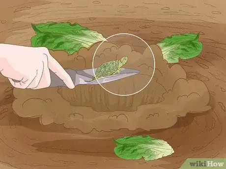 Imagen titulada Catch a Turtle Step 5