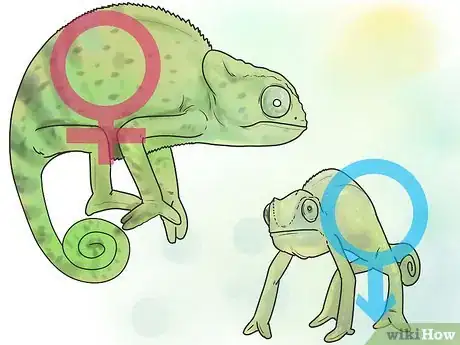 Imagen titulada Tell if a Chameleon Is Male or Female Step 10