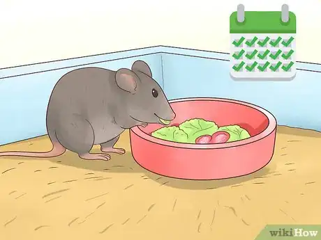 Imagen titulada Choose a Pet Mouse Step 15