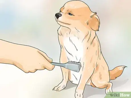 Imagen titulada Care for Your Chihuahua Step 6