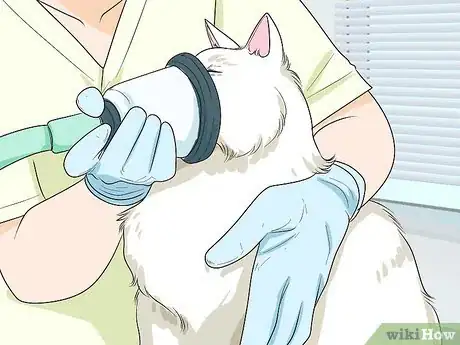 Imagen titulada Get Motor Oil Off a Cat Step 13