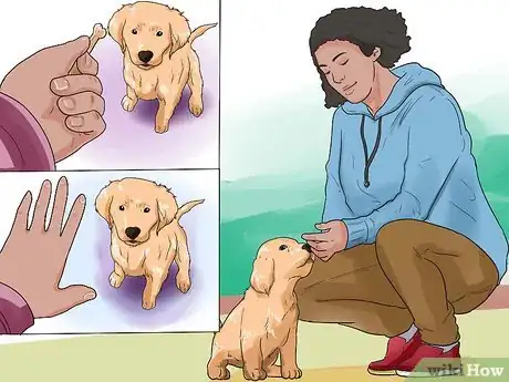 Imagen titulada Train a Golden Retriever Puppy Step 1